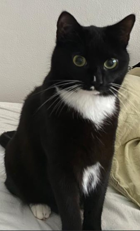 Kat Europese korthaar of huiskat