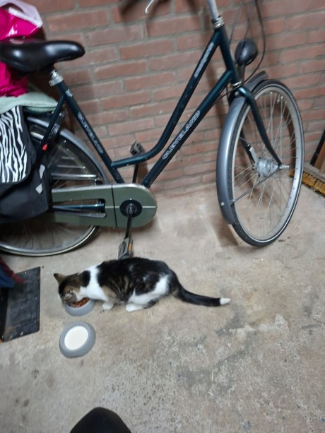 Kat Europese korthaar of huiskat