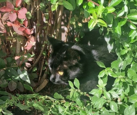 Kat Europese korthaar of huiskat