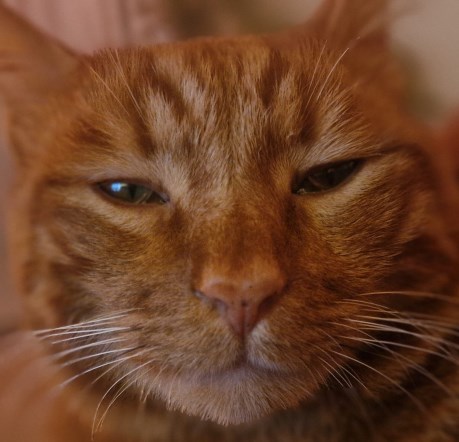 Kat Europese korthaar of huiskat