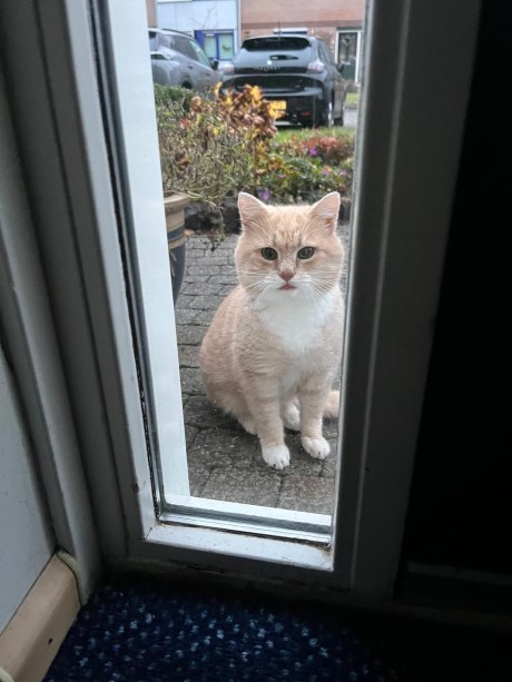 Kat Europese korthaar of huiskat