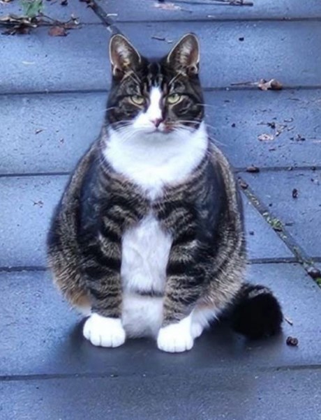 Kat Europese korthaar of huiskat