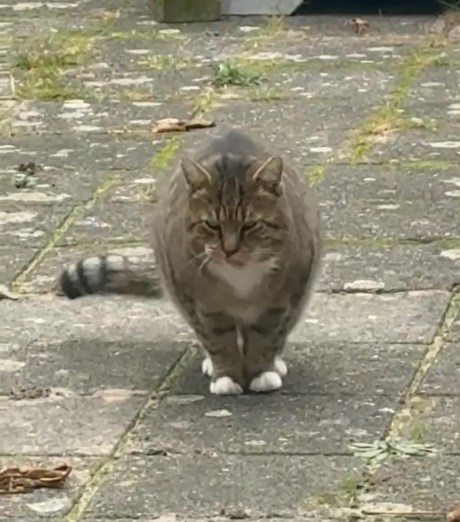 Kat Europese korthaar of huiskat