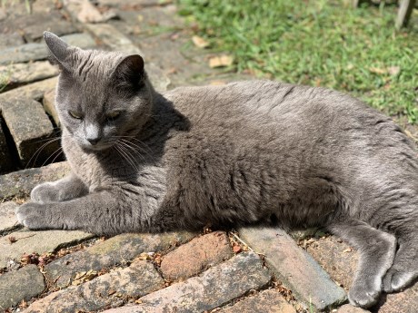 Kat Europese korthaar of huiskat