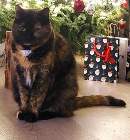 Kat Europese korthaar of huiskat