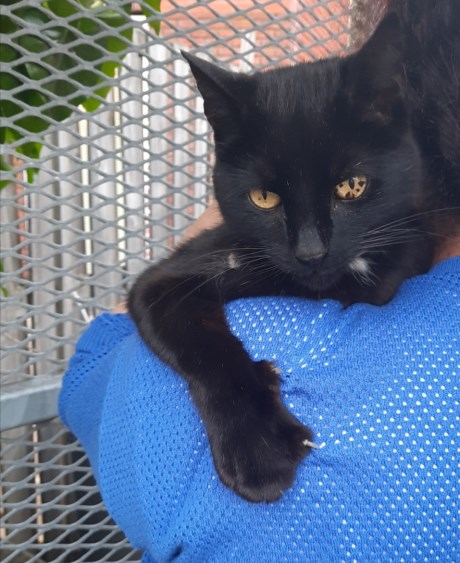 Kat Europese korthaar of huiskat