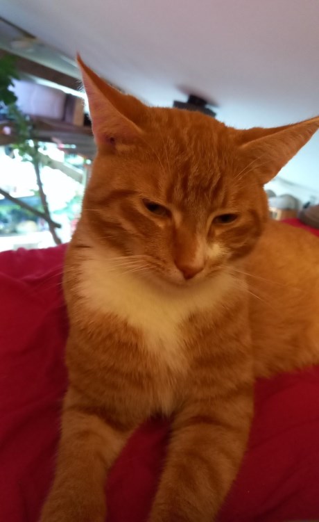 Kat Europese korthaar of huiskat