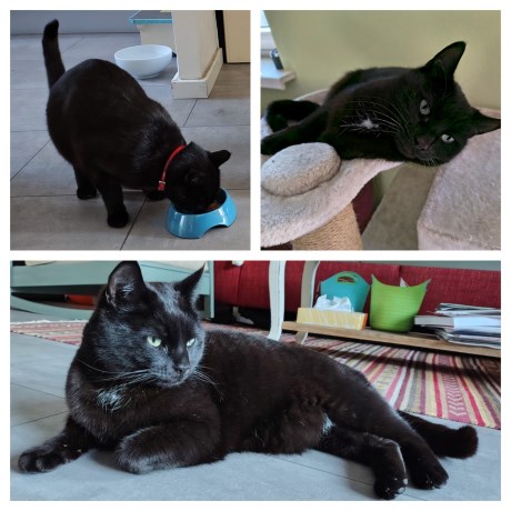 Kat Europese korthaar of huiskat