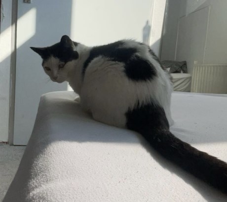 Kat Europese korthaar of huiskat