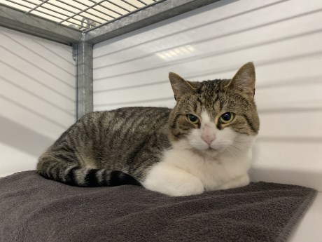 Kat Europese korthaar of huiskat