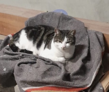 Kat Europese korthaar of huiskat