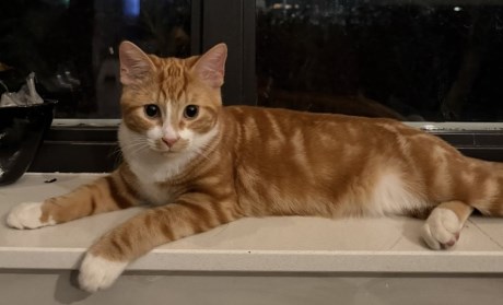 Kat Europese korthaar of huiskat