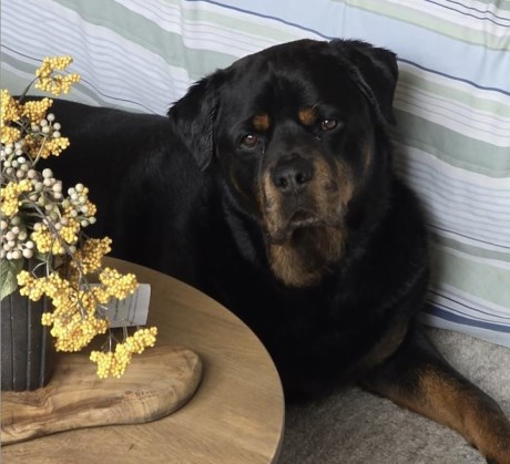 Hond Rottweiler