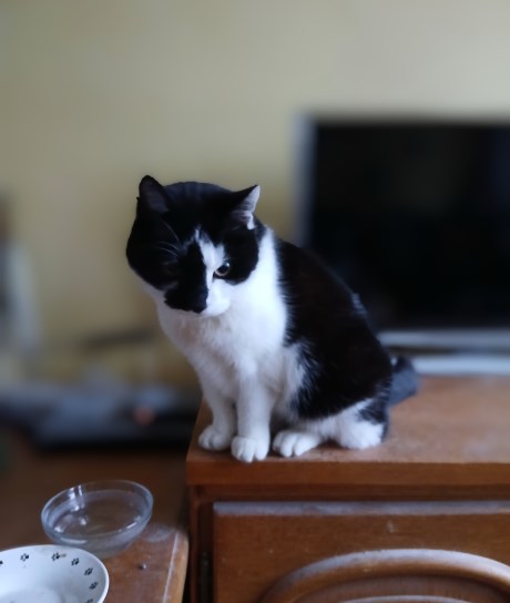 Kat Europese korthaar of huiskat