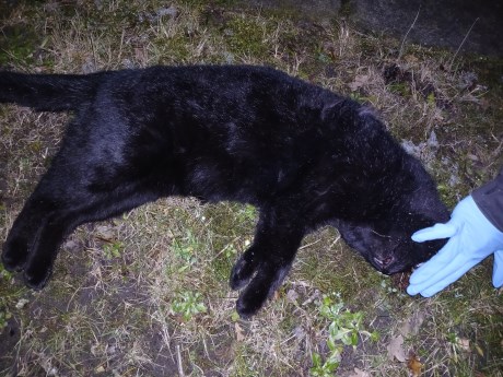 Kat Europese korthaar of huiskat