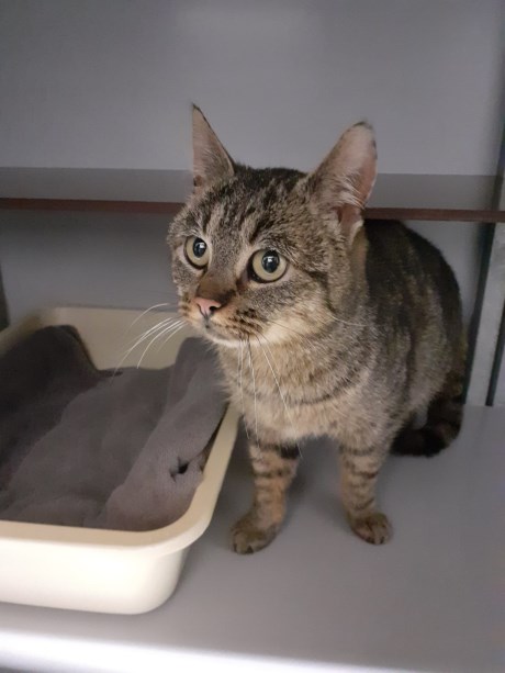 Kat Europese korthaar of huiskat