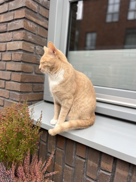 Kat Europese korthaar of huiskat