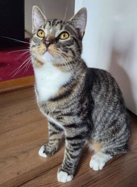 Kat Europese korthaar of huiskat