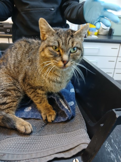 Kat Europese korthaar of huiskat