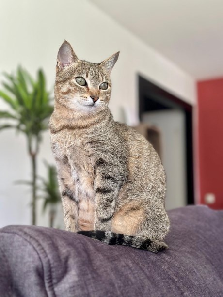 Kat Europese korthaar of huiskat