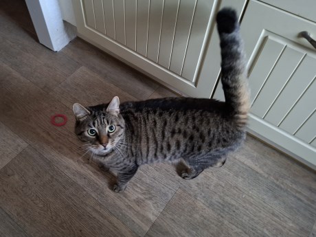 Kat Europese korthaar of huiskat