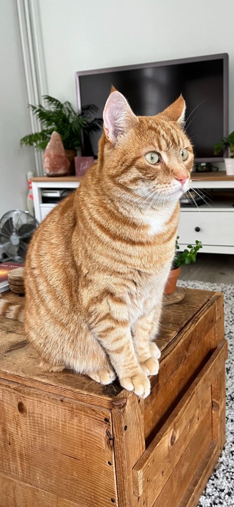 Kat Europese korthaar of huiskat