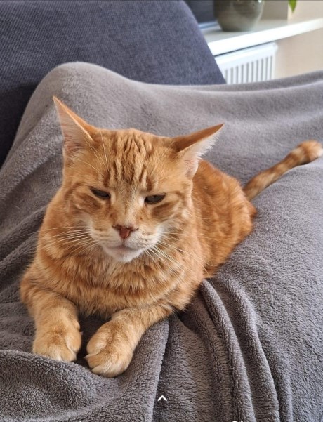 Kat Europese korthaar of huiskat