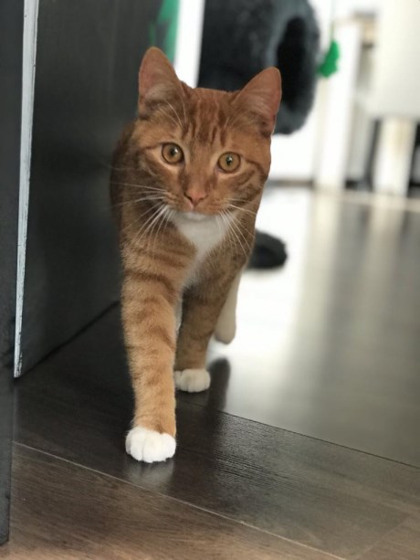 Kat Europese korthaar of huiskat