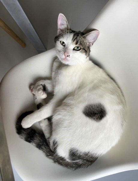 Kat Europese korthaar of huiskat