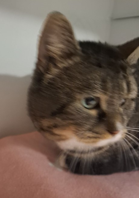 Kat Europese korthaar of huiskat