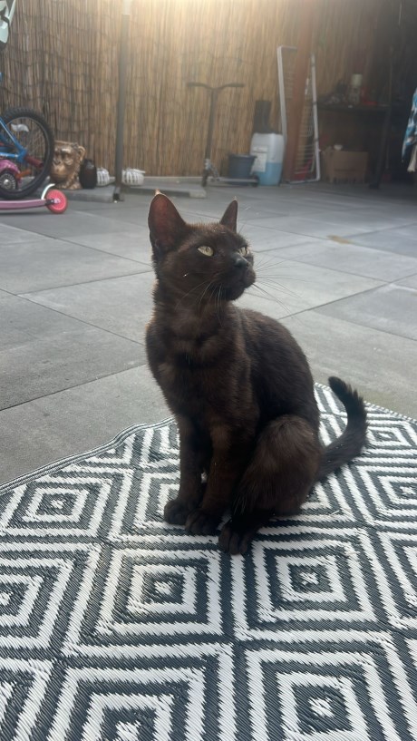 Kat Europese korthaar of huiskat