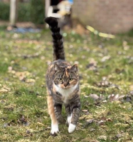 Kat Europese korthaar of huiskat