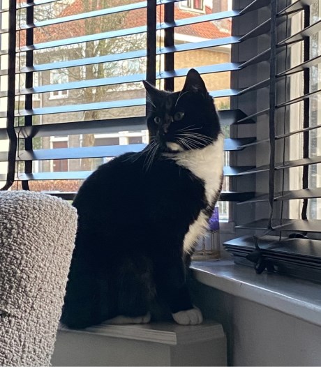 Kat Europese korthaar of huiskat