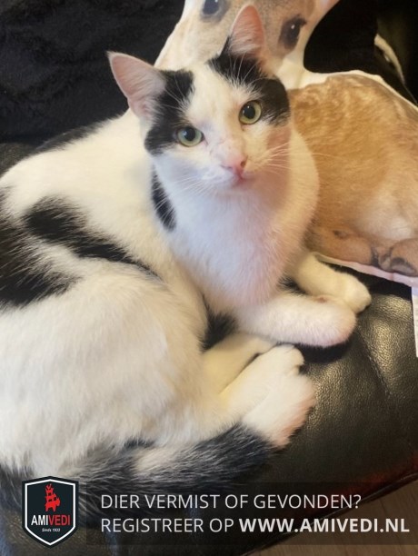 Kat Europese korthaar of huiskat