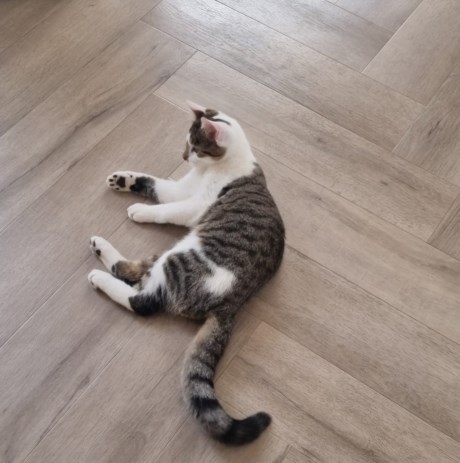 Kat Europese korthaar of huiskat