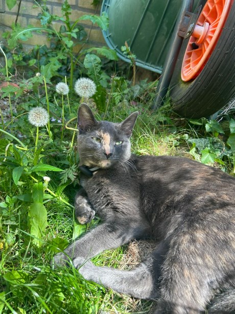 Kat Europese korthaar of huiskat