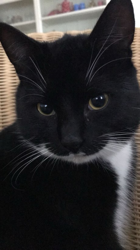 Kat Europese korthaar of huiskat