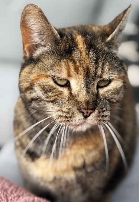 Kat Europese korthaar of huiskat