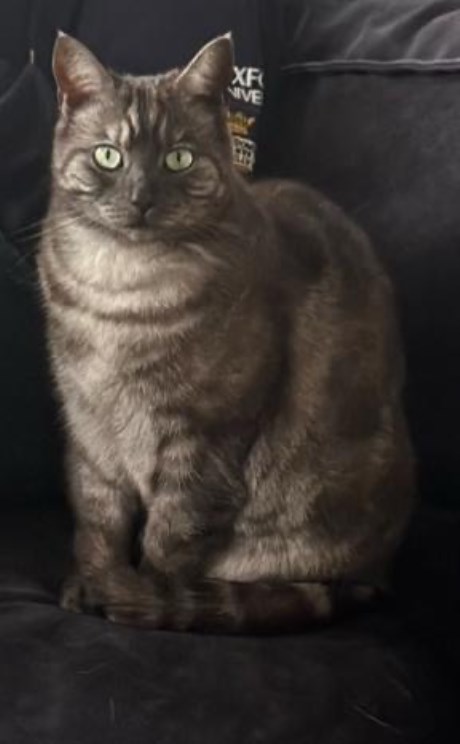 Kat Europese korthaar of huiskat