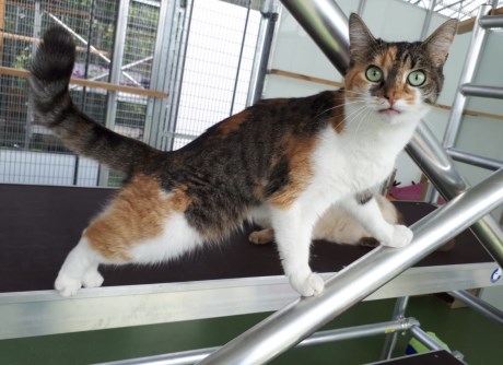 Kat Europese korthaar of huiskat