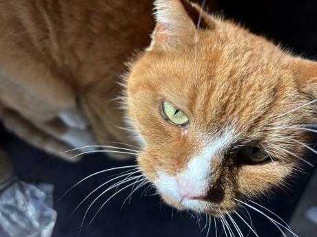 Kat Europese korthaar of huiskat