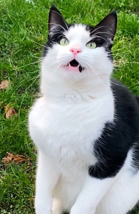 Kat Europese korthaar of huiskat