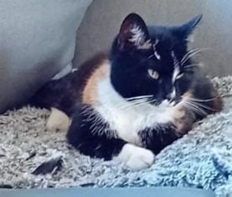 Kat Europese korthaar of huiskat