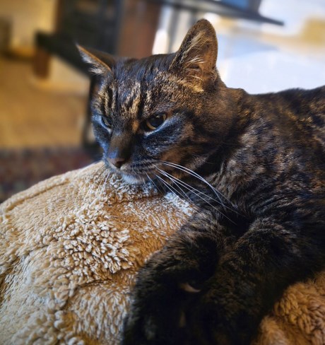 Kat Europese korthaar of huiskat