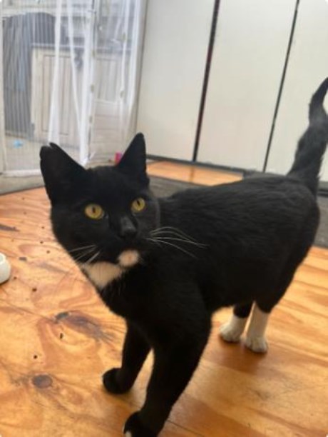 Kat Europese korthaar of huiskat