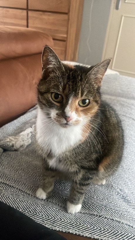 Kat Europese korthaar of huiskat