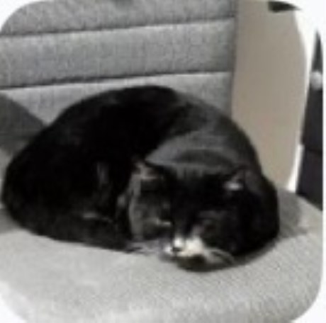 Kat Europese korthaar of huiskat