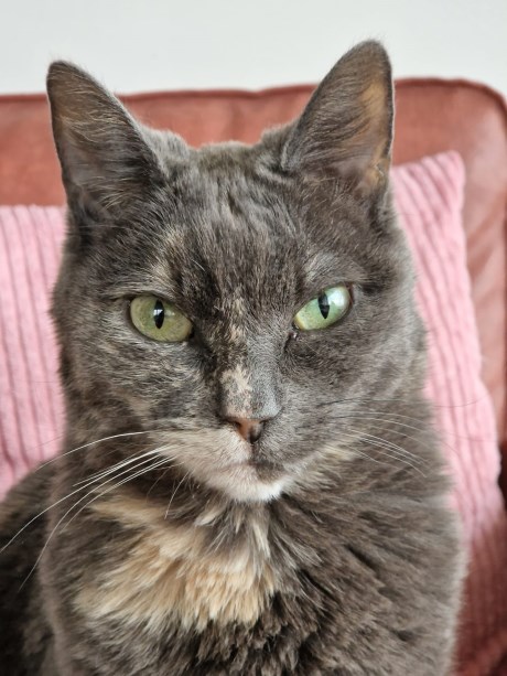 Kat Europese korthaar of huiskat