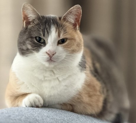 Kat Europese korthaar of huiskat