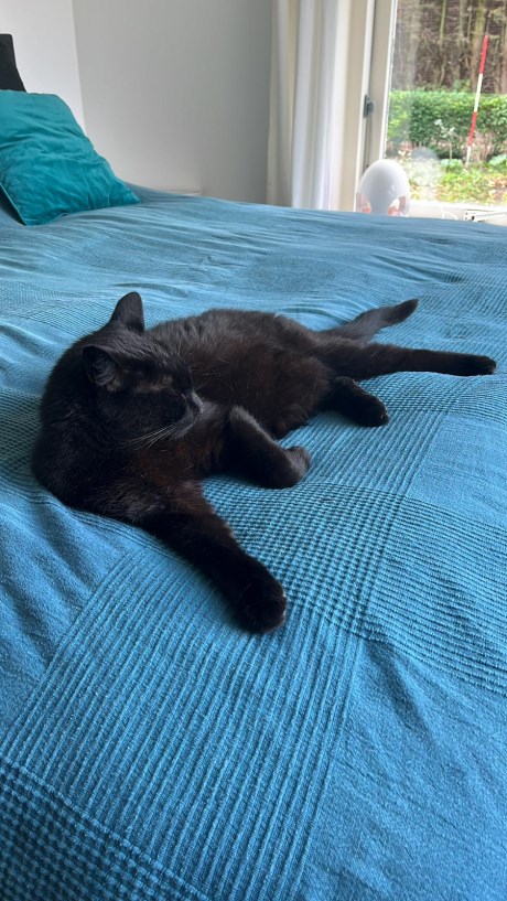 Kat Europese korthaar of huiskat